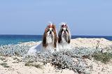SHIH TZU 040